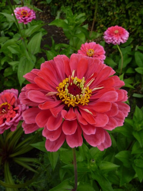 Zinnia elegans 'Super Yoga rose' fleur